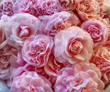 Cargar imagen en el visor de la galería, Taller de Perfumería Antigua y Molecular