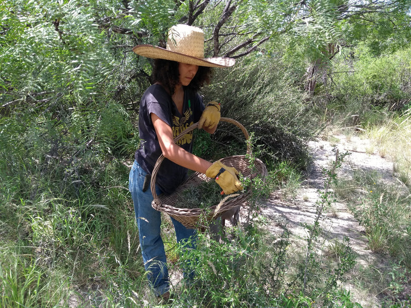 Chaparro Amargo, una planta de mis rumbos.