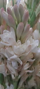 Nardo -Tuberose Hidrosol